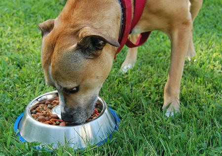 alimento de calidad para perros