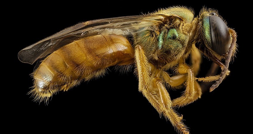 Un medico de Taiwan encuentra cuatro abejas dentro del ojo de una mujer