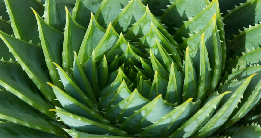 diferentes usos planta aloe vera