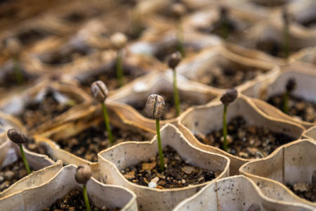 De la semilla a la flor la expansión de los grow shop en España