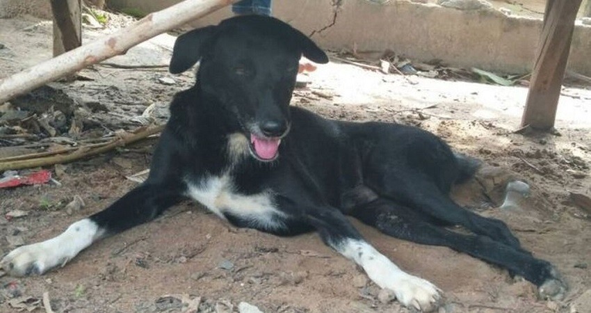 Ping Pong perro que salvo a un bebe en Tailandia