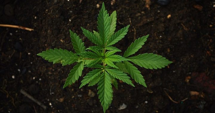 Luxemburgo se convertirá en el primer país europeo en legalizar el Cannabis