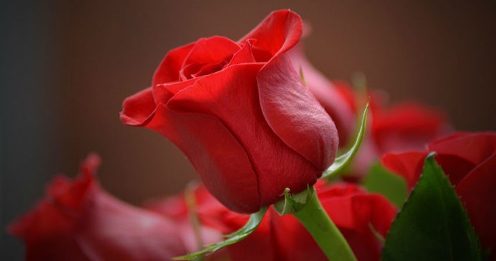 Cuál es el significado de las rosas según su color