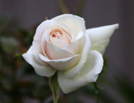 rosa blanca