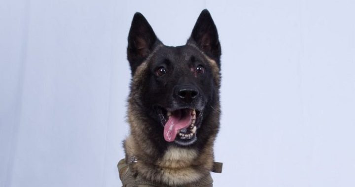 Trump publica la foto del perro que ayudó en la operación contra el líder de ISIS