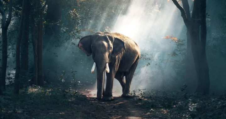 5 razones para pasar unas navidades inolvidables en Tailandia