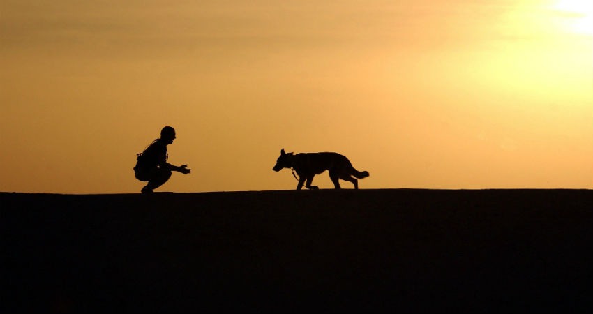 Adiestramiento canino