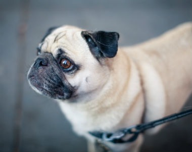 Correas para perros