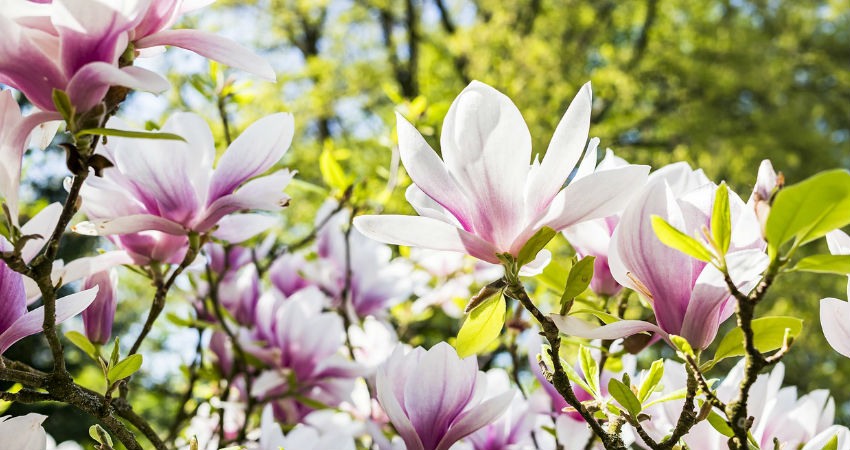 Curiosidades sobre las flores y las plantas