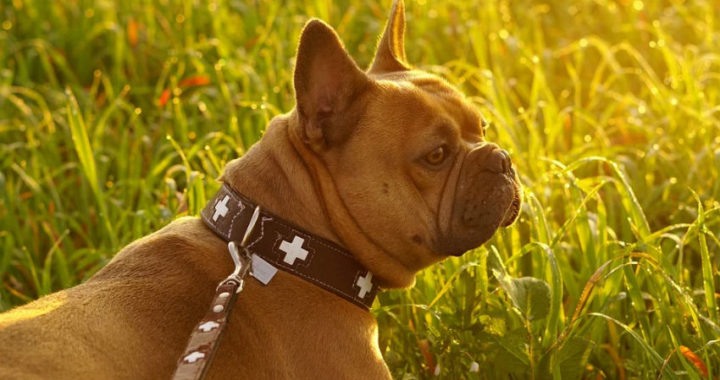 Elementos necesarios para el entrenamiento canino