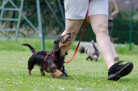 La educación de los perros