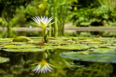 variedades de plantas que existen