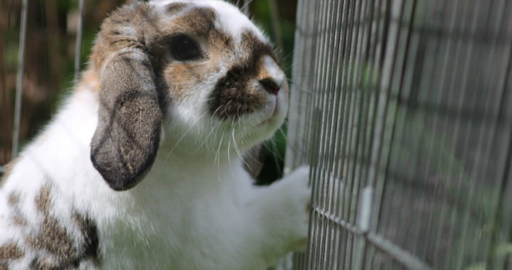 Descubre los mejores tipos de jaulas para tu mascota