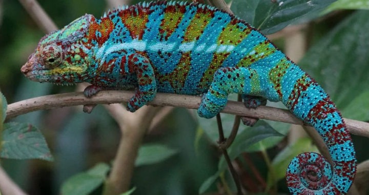Cómo elegir una mascota y darle sus cuidados especiales