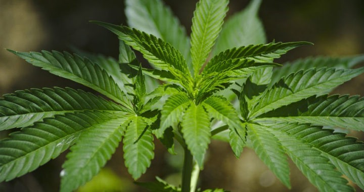 ¿Conoces los beneficios del CBD?