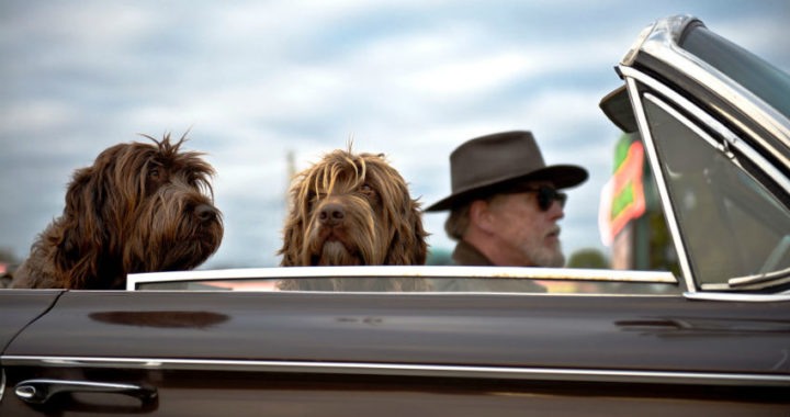 Cuatro consejos para viajar con mascotas en el coche