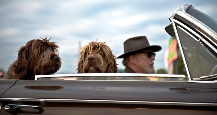 Viajar con mascotas en el coche