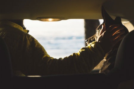 Viajar en coche con mascotas