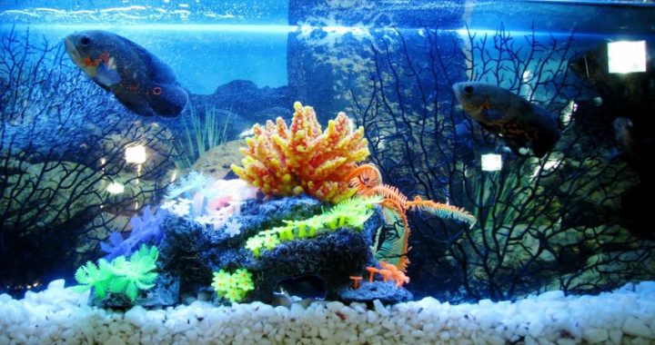 El Aquascaping, hobby donde las plantas de acuario son protagonistas