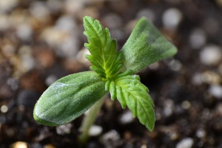 Semilla de planta de cannabis