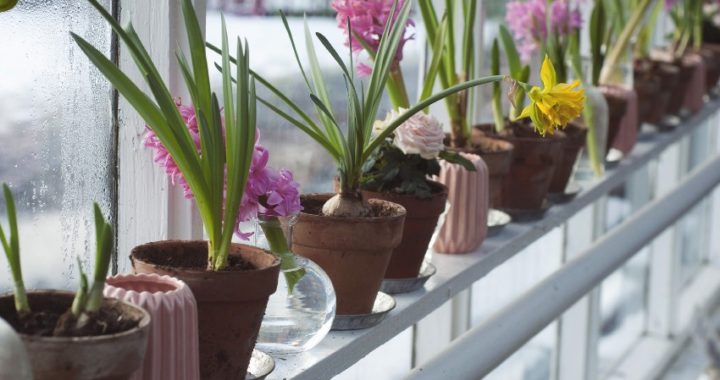 Da a tu hogar un toque mucho más natural gracias a esta tienda online de plantas