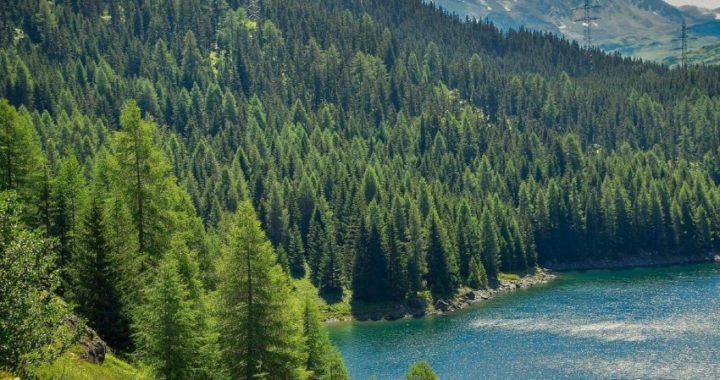 Los árboles pronto dejarán de ayudarnos contra el calentamiento global