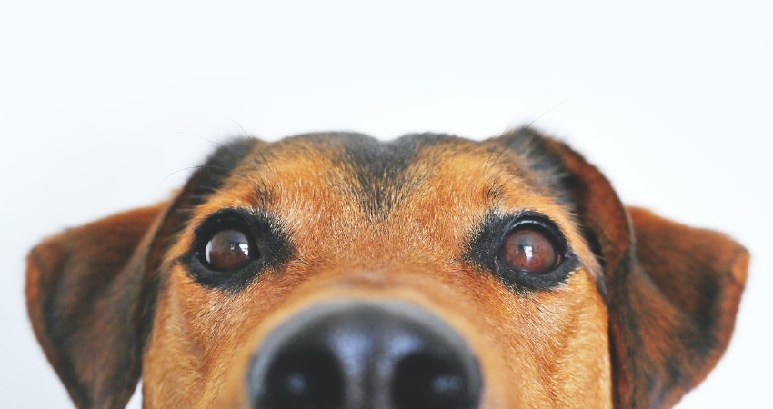 Perro
