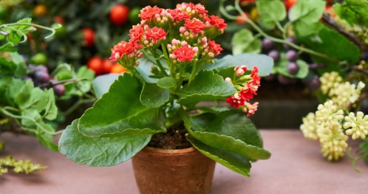 Cómo decorar con plantas con be.green.es