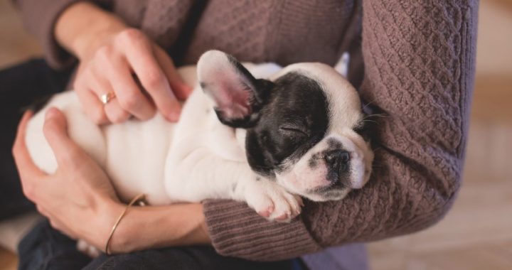 Consejos esenciales para educar a tus mascotas