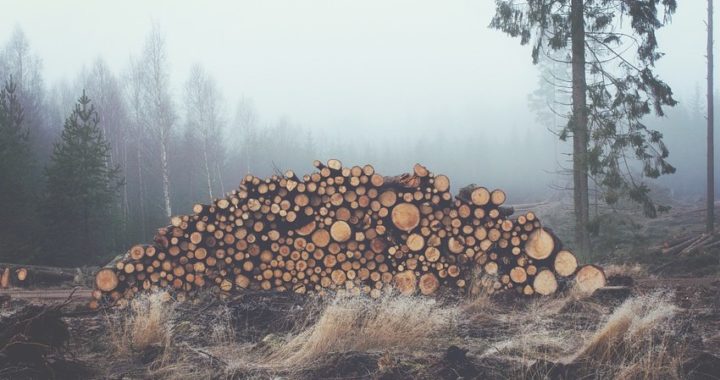 Un ambicioso plan intentará frenar la pérdida de la biodiversidad