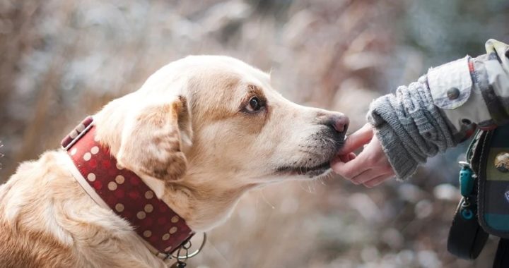 ¿Ha llegado la hora de tener un perro?