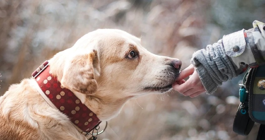 Adoptar un perro