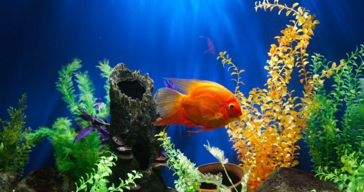 ¿Sueñas con tener un acuario en casa? Te aconsejamos qué comprar