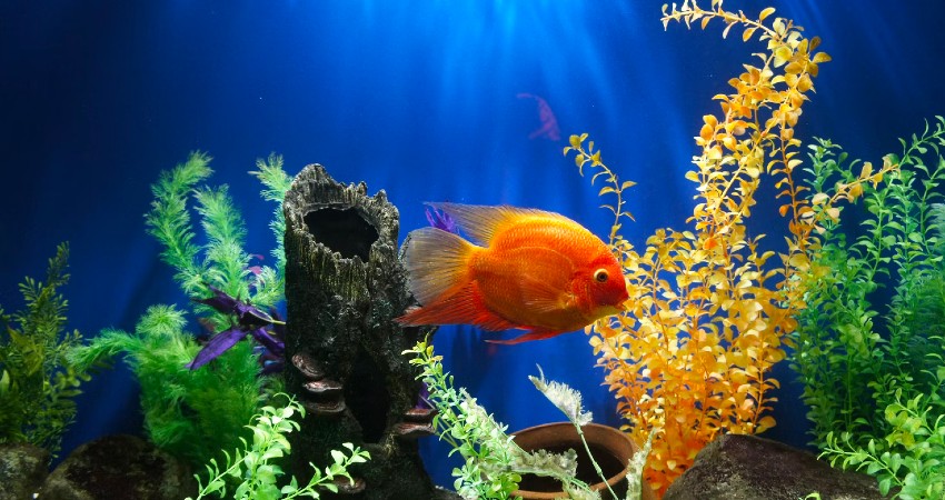 Acuario