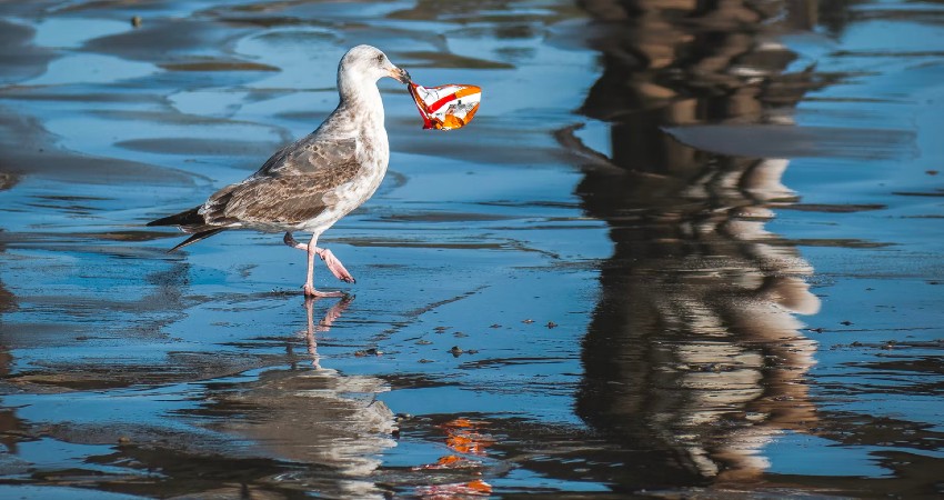 Contaminación de plástico