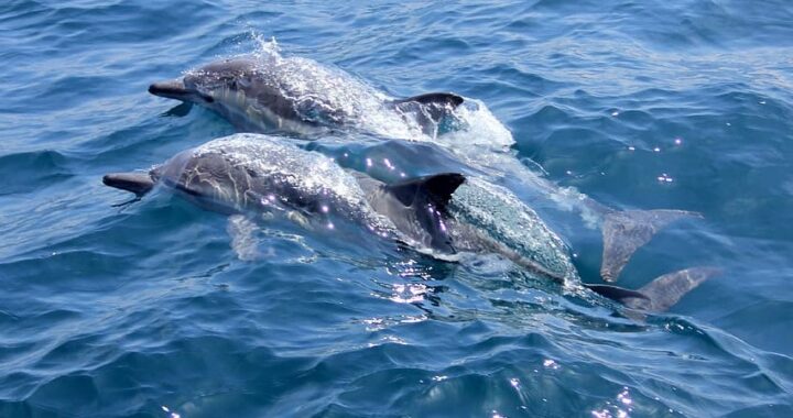 ¿Dónde nadar con delfines en Cancún?