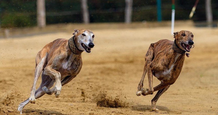 Carrera de galgos