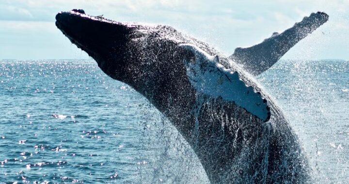 Las ballenas, aliadas en la lucha contra el cambio climático
