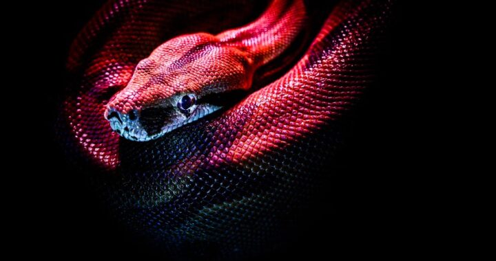 Qué significa soñar con serpientes