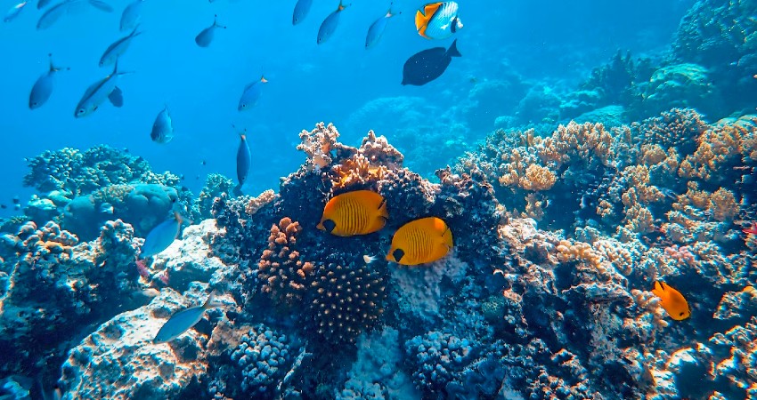 Diversidad biológica de los océanos