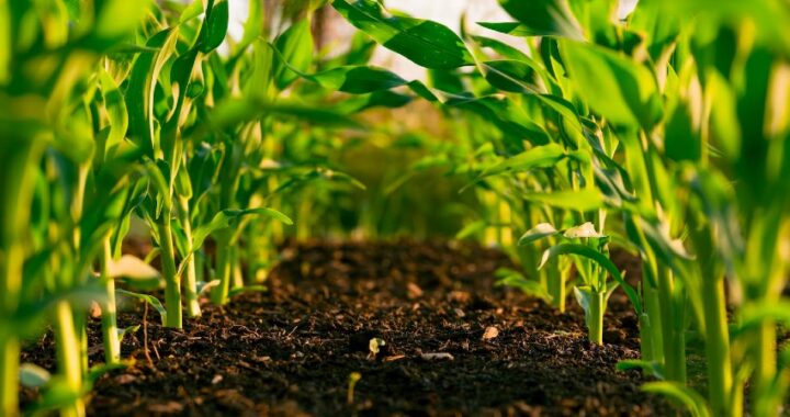 Hay que detener la pérdida de suelos negros, la base alimentaria de muchos países