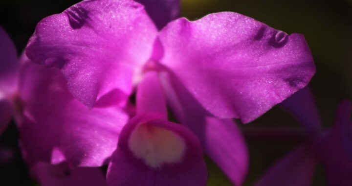 Los beneficios de tener plantas de interior en casa