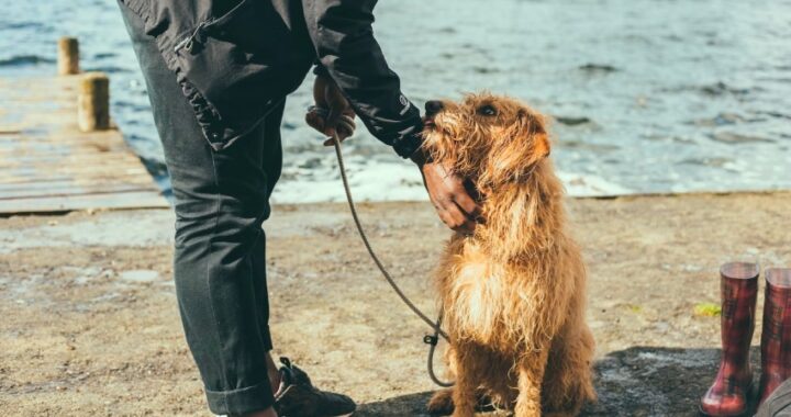 Accesorios para pasear a tu perro cómodamente