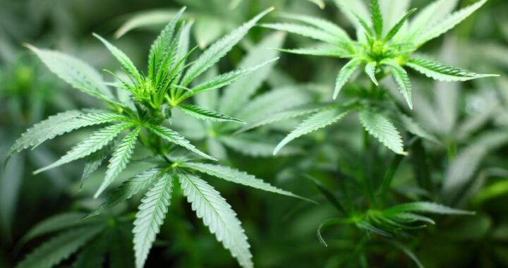 Herbalist Grow: los mejores productos para los aficionados al cultivo de cannabis