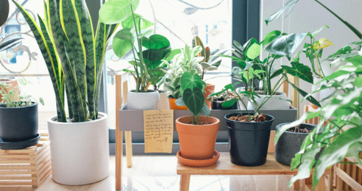 Guía completa para elegir macetas y jardineras según tus plantas