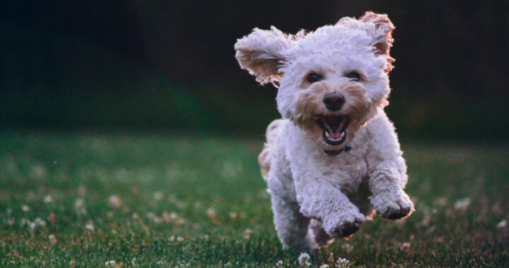 ¿Puede la naturaleza ayudar a reducir la ansiedad de nuestros perros?