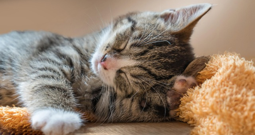 Gato