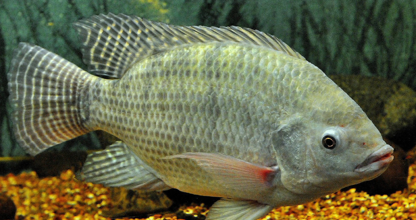 Tilapia